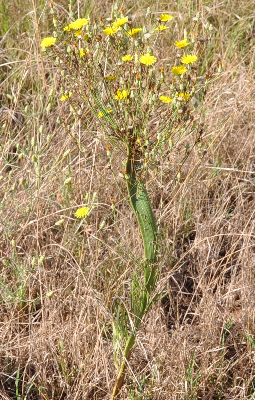 Image of Tolpis virgata specimen.