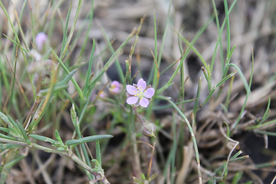 Image of genus Spergularia specimen.