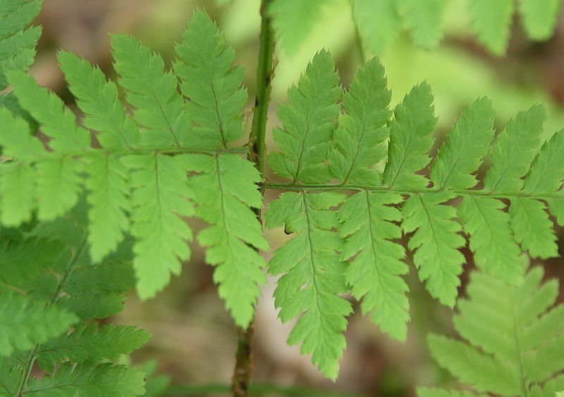 Image of Dryopteris carthusiana specimen.