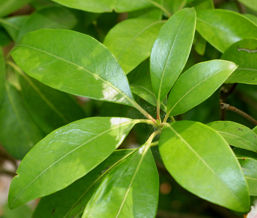 Image of Kalmia latifolia specimen.