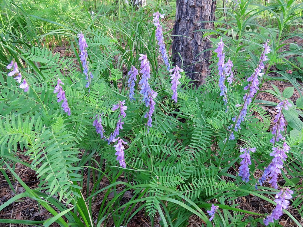 Image of Vicia tenuifolia specimen.