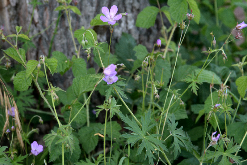 Image of Geranium collinum specimen.