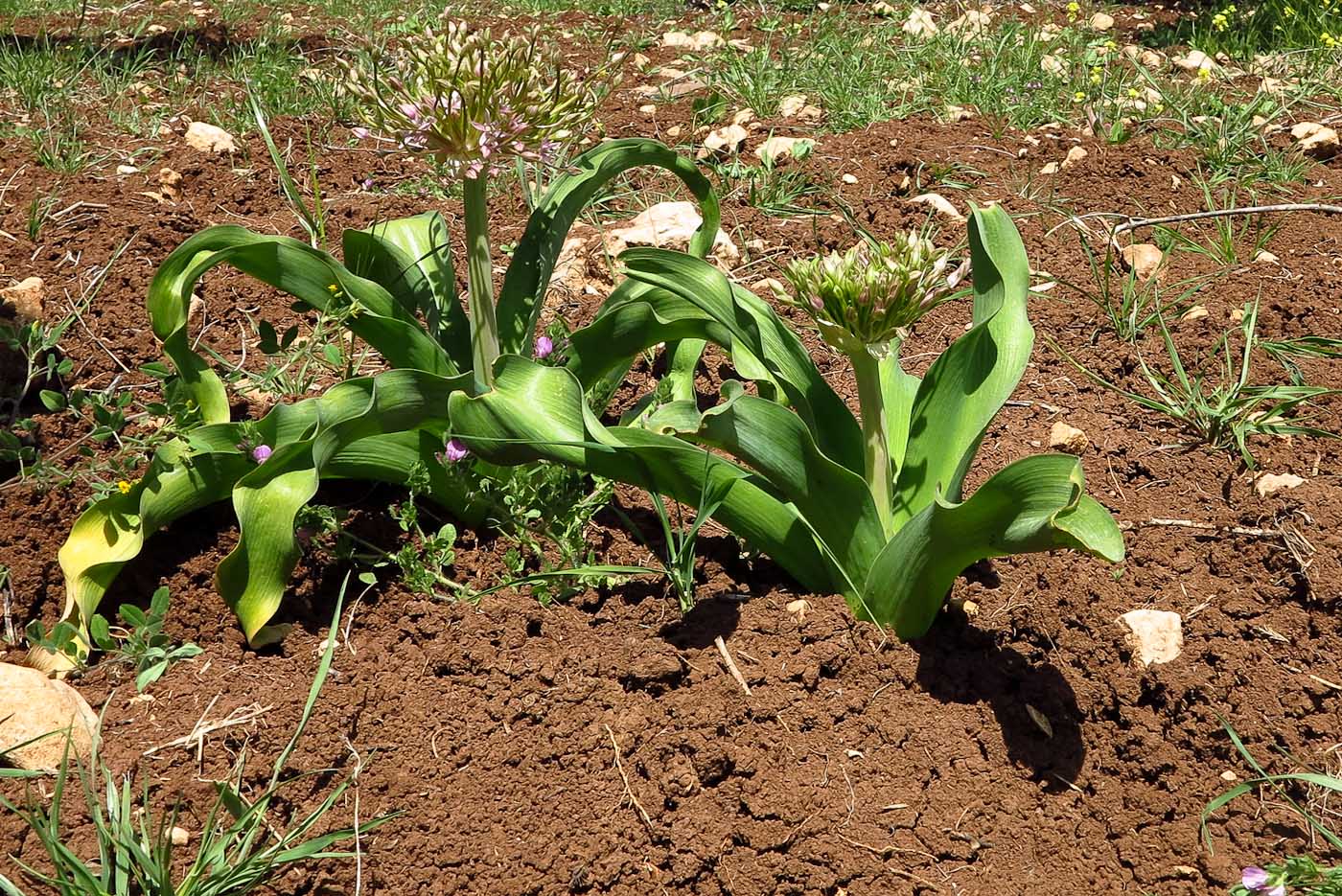 Image of Allium schubertii specimen.