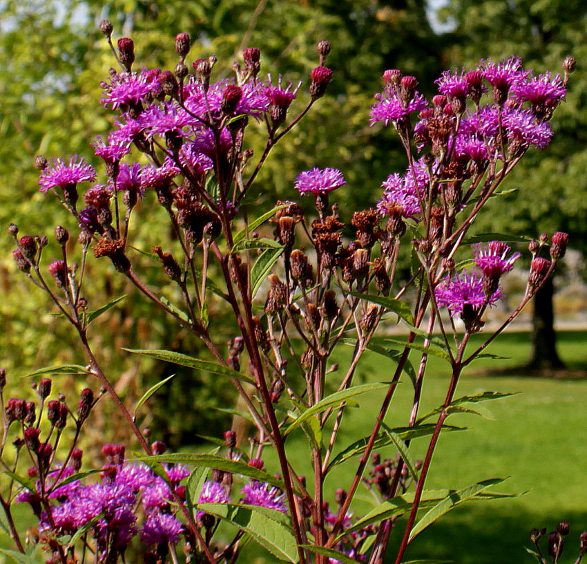 Изображение особи Vernonia noveboracensis.