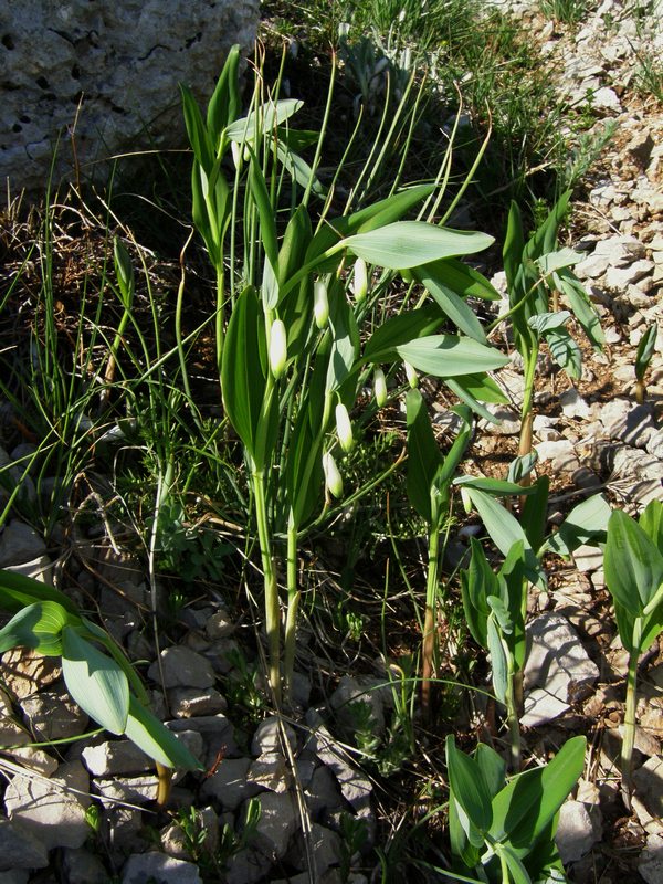 Image of Polygonatum odoratum specimen.