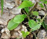 Pyrola minor. Листья. Соловецкие острова, остров Большой Соловецкий. 09.07.2014.