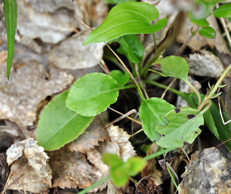 Изображение особи Pyrola minor.