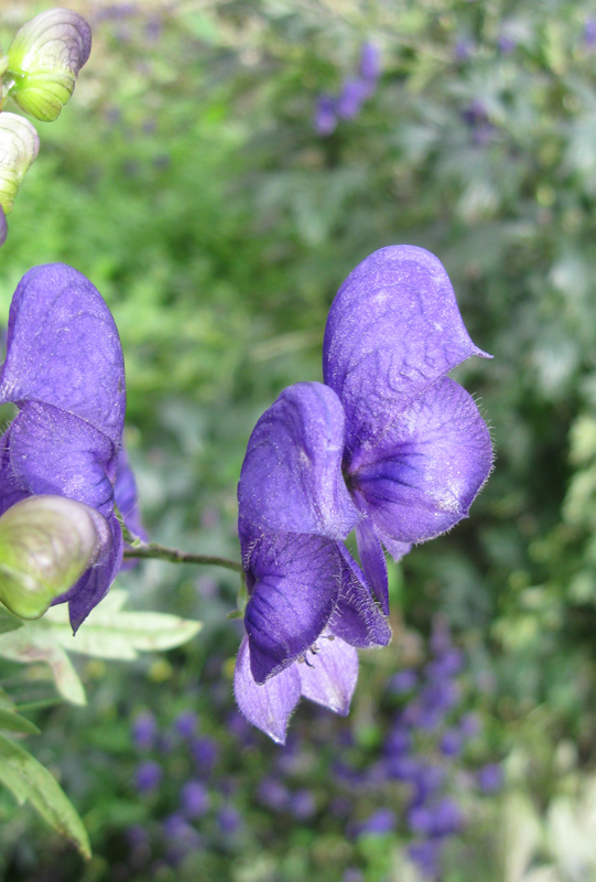 Image of Aconitum &times; stoerkianum specimen.