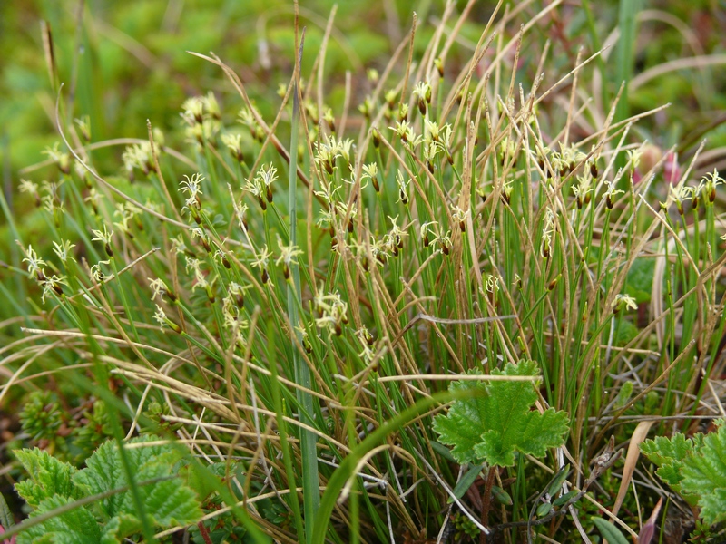 Изображение особи Trichophorum cespitosum.