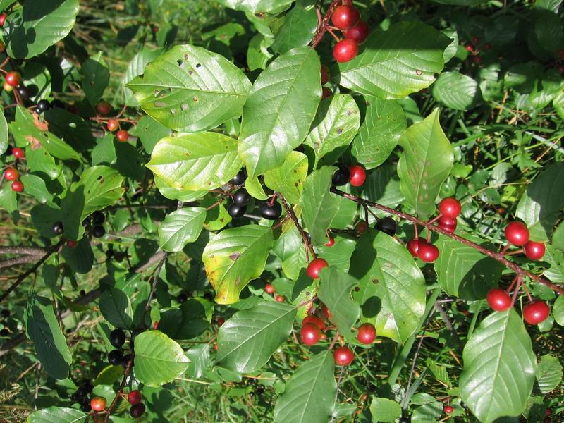 Image of Frangula alnus specimen.