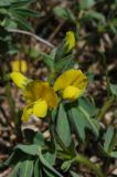 Thermopsis alpina