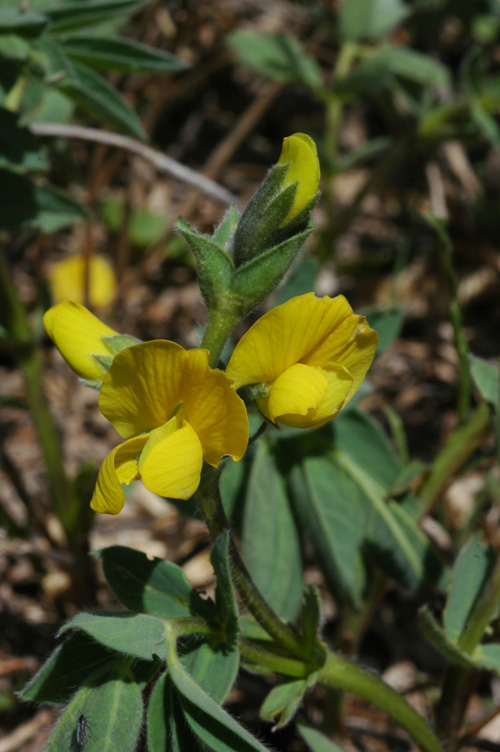 Image of Thermopsis alpina specimen.