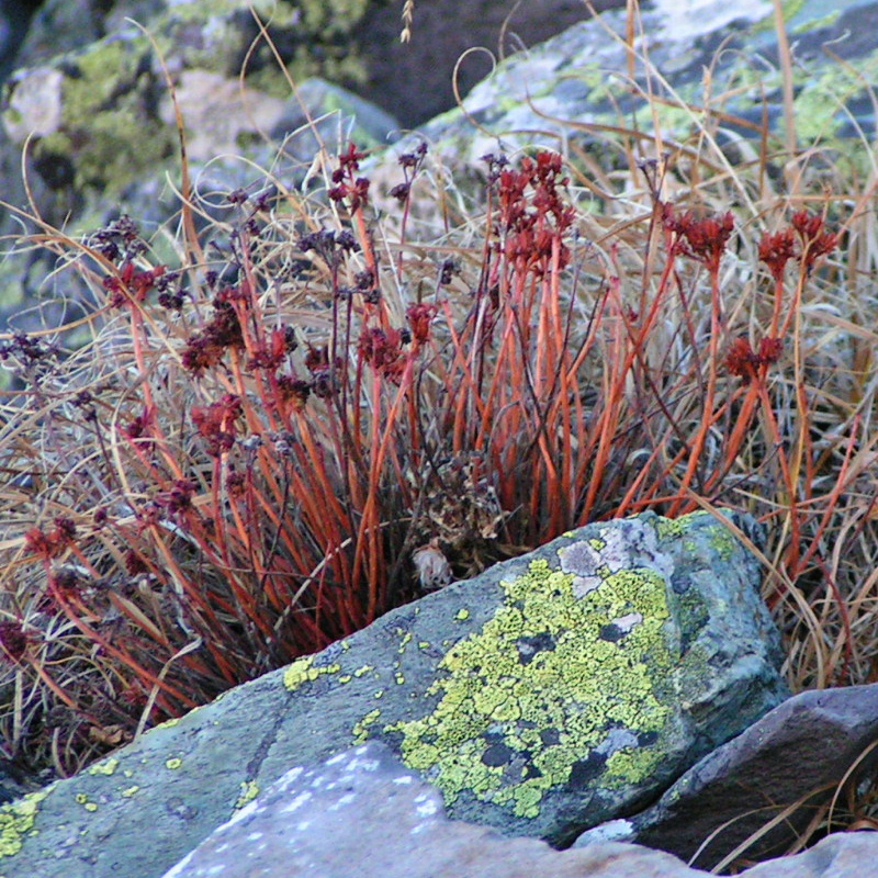 Изображение особи Rhodiola quadrifida.