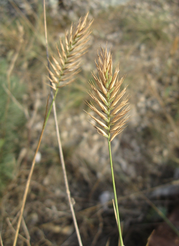 Image of Agropyron pectinatum specimen.