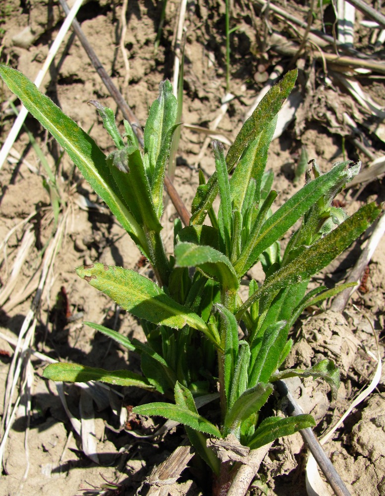 Image of Cirsium setosum specimen.