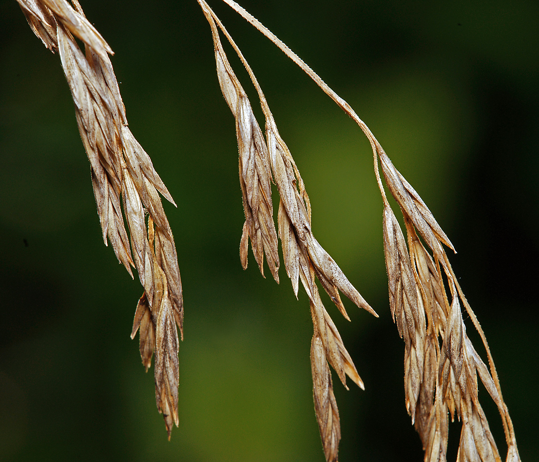 Image of genus Festuca specimen.