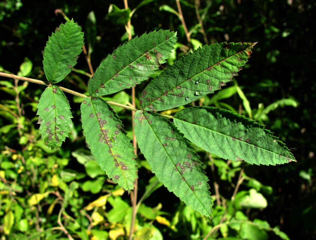 Image of Rosa cinnamomea specimen.