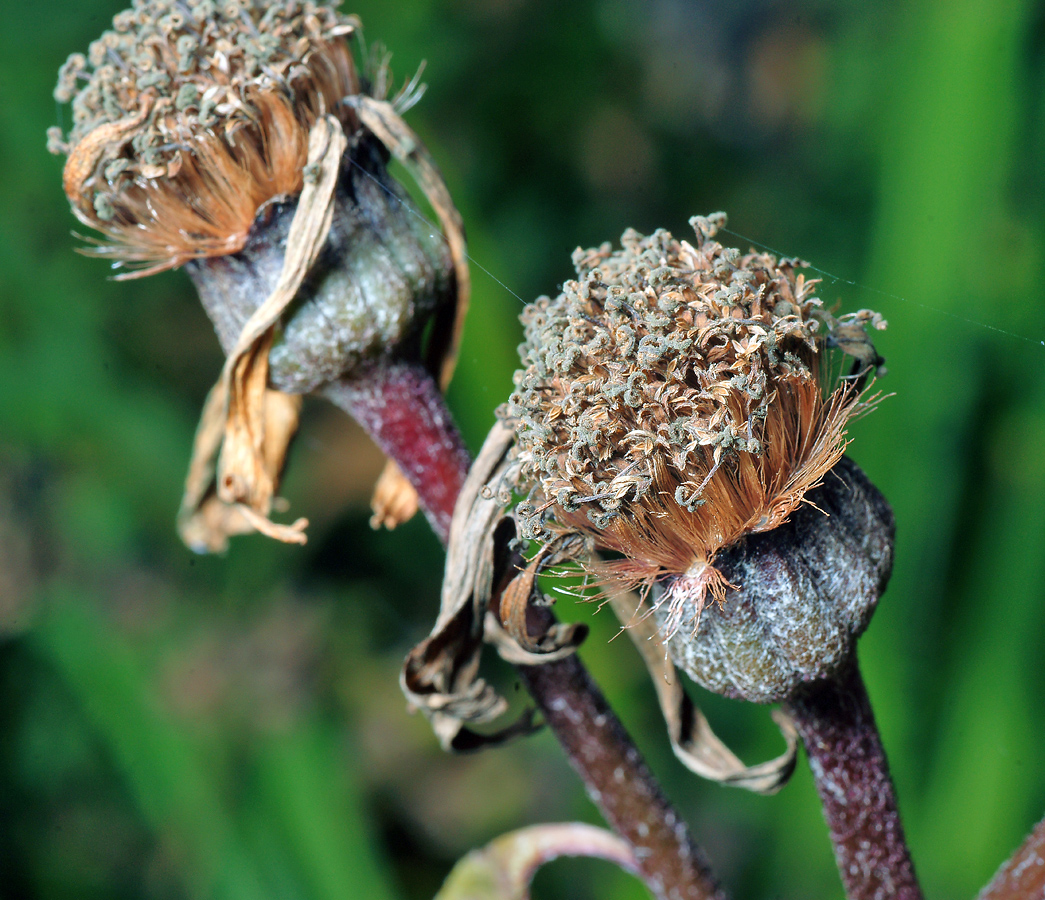 Image of Ligularia dentata specimen.