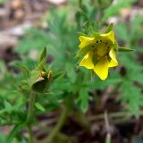 Potentilla argentea. Цветок и верхушка побега с отцветающим цветком. Свердловская обл., окр. г. Североуральск, основание скал Грюнвальда. 11.07.2014.