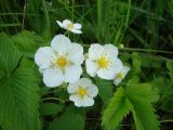 Fragaria viridis