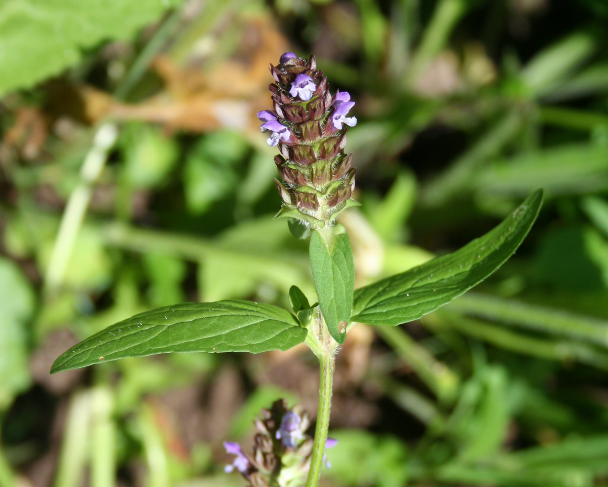 Image of Prunella vulgaris specimen.