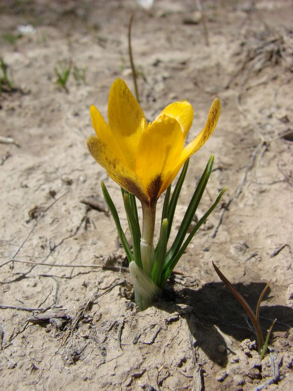 Изображение особи Crocus korolkowii.