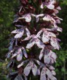 Orchis purpurea. Часть соцветия. Крым, окр. с. Терновка, редколесье из дуба и можжевельника колючего. 2 мая 2016 г.