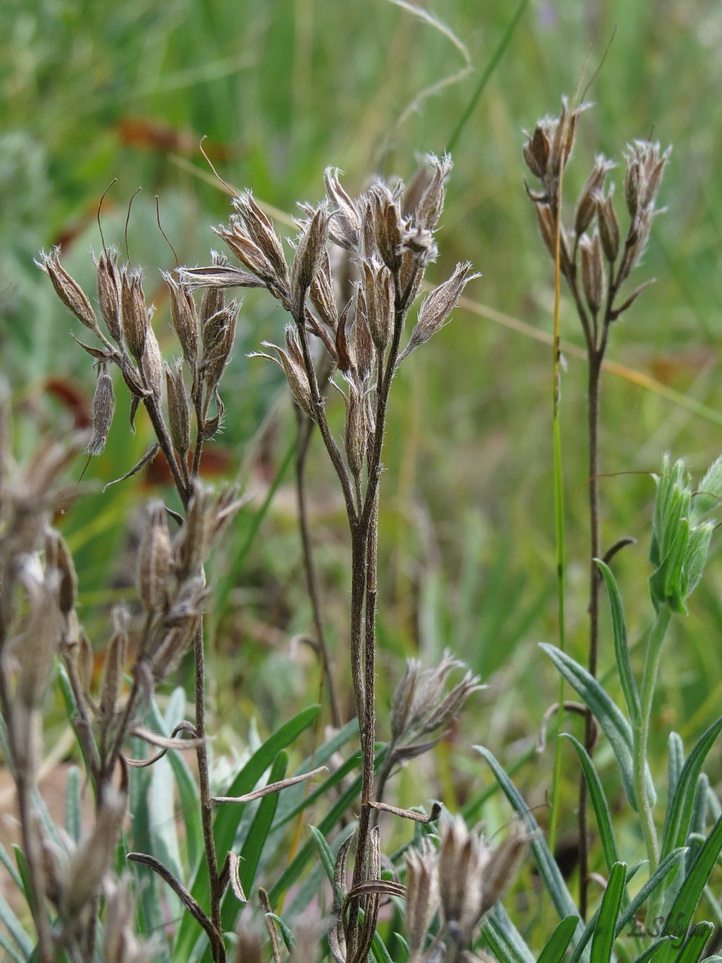 Image of Onosma tanaitica specimen.