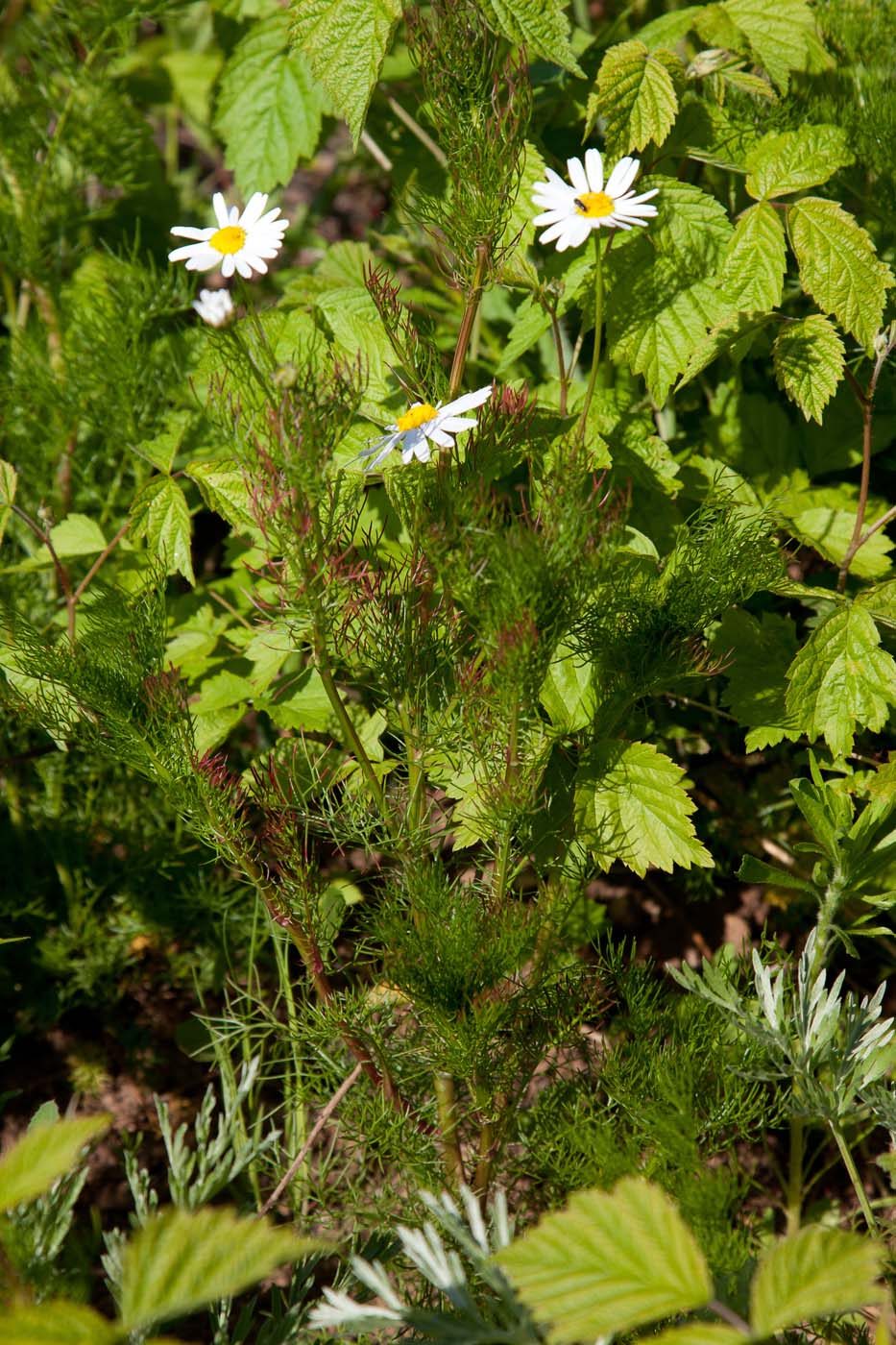 Изображение особи Tripleurospermum inodorum.