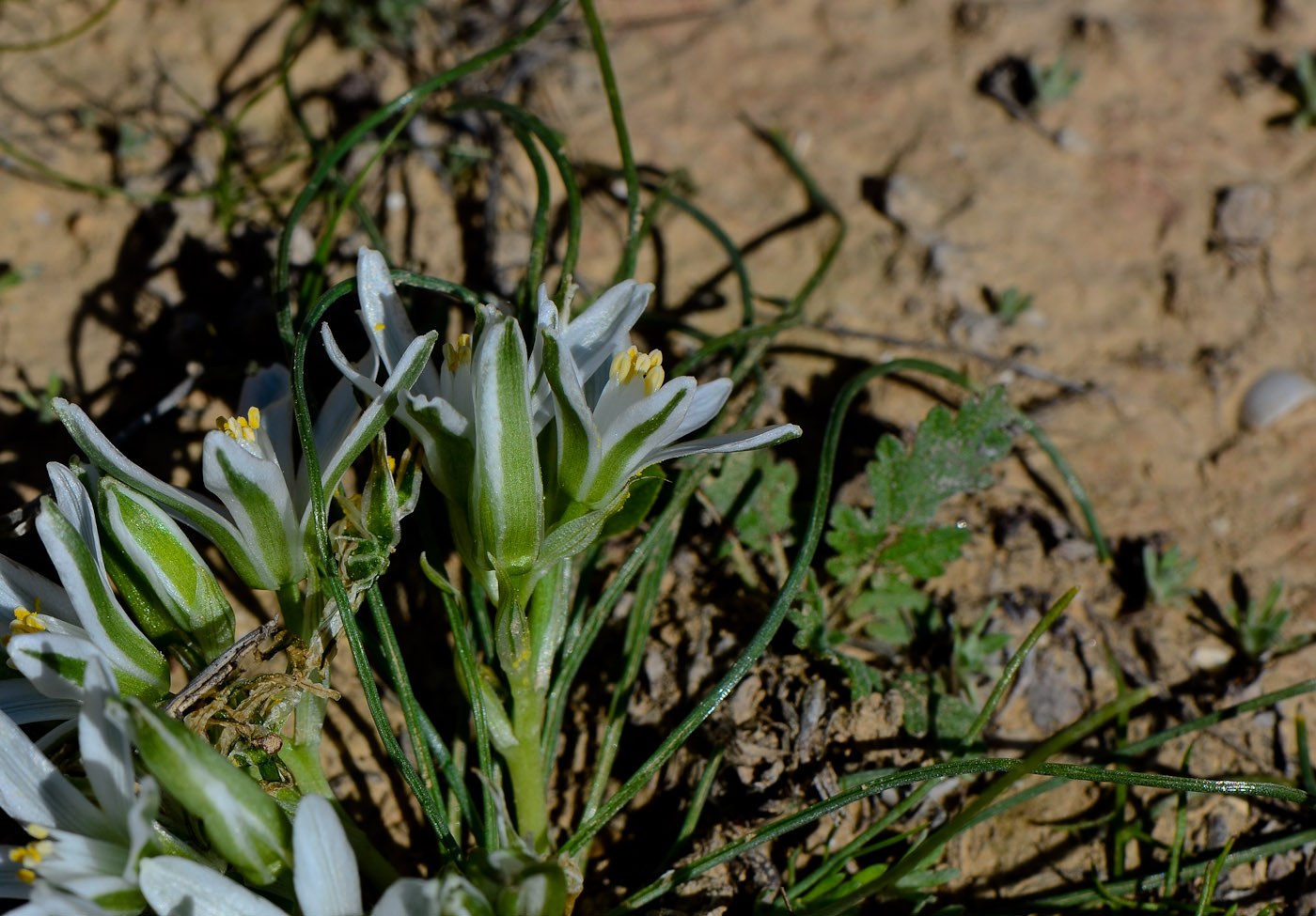 Изображение особи Ornithogalum trichophyllum.