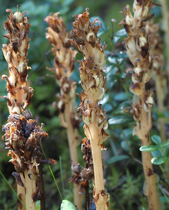 Image of Hypopitys monotropa specimen.