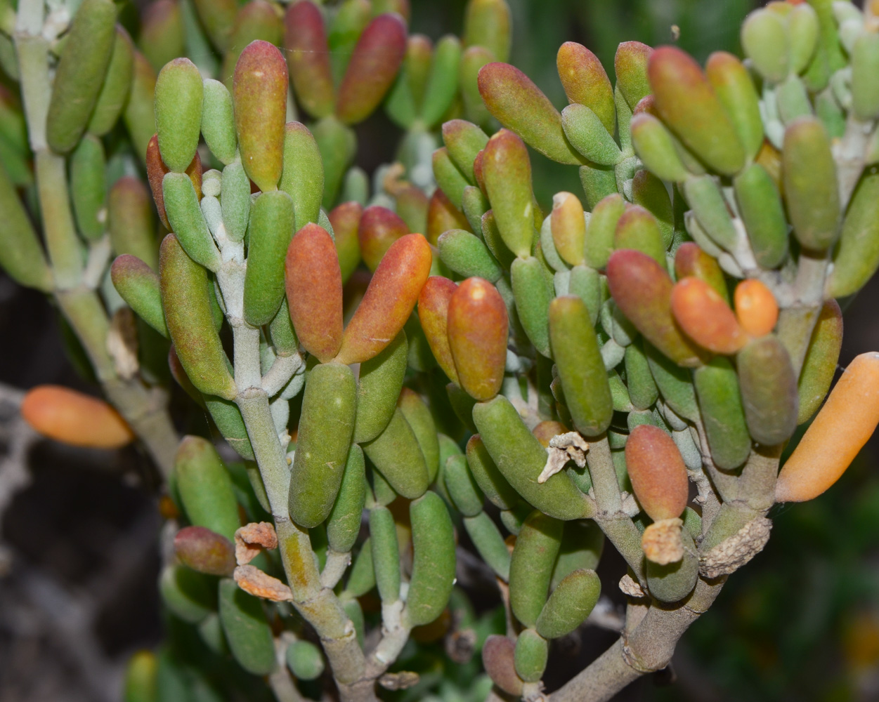 Изображение особи Tetraena fontanesii.