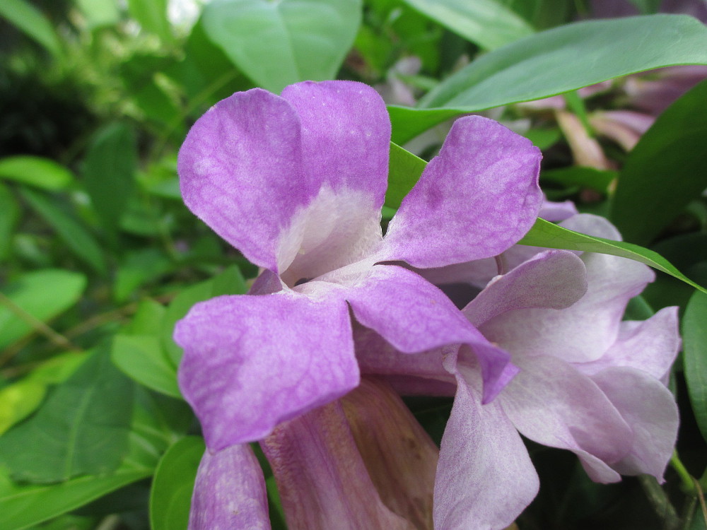 Image of Mansoa alliacea specimen.