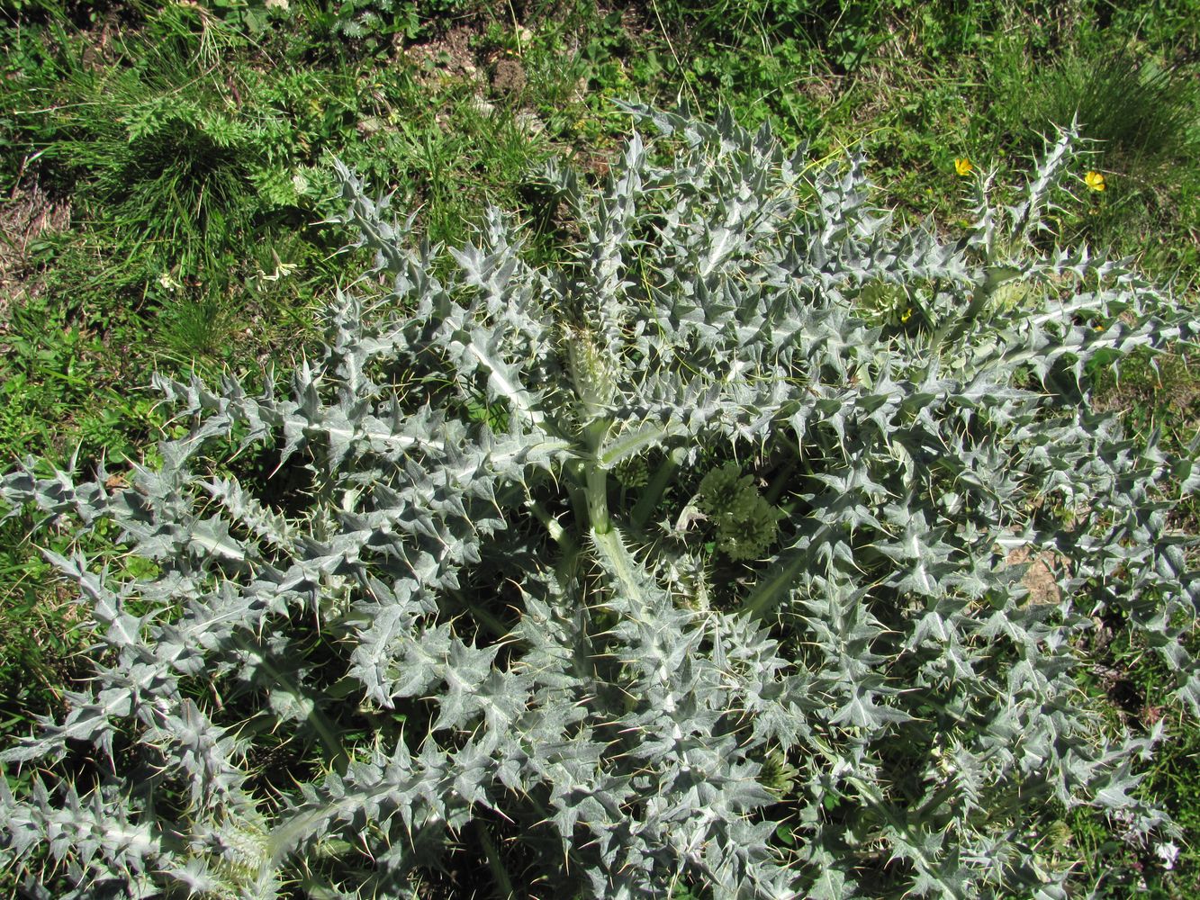 Image of Cirsium cephalotes specimen.