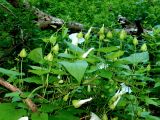 Calystegia silvatica