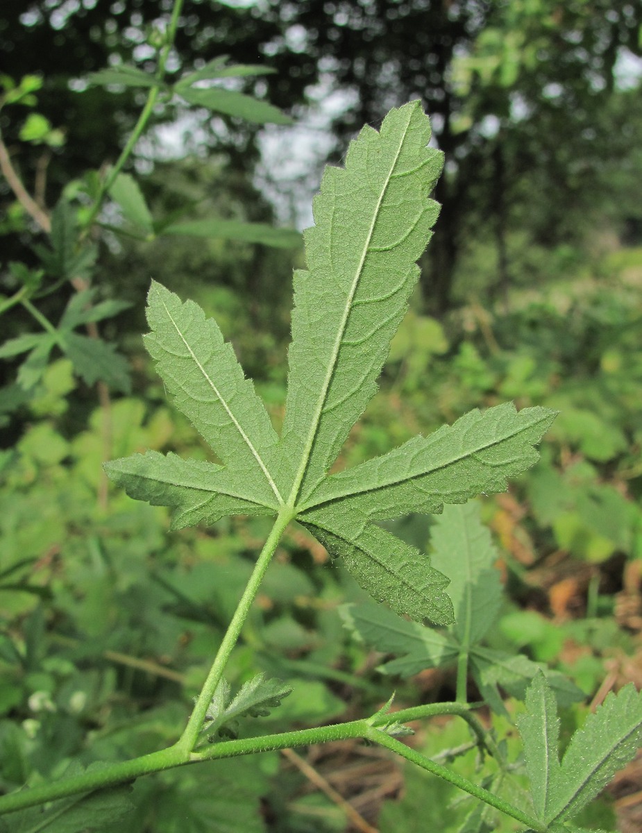 Image of Althaea narbonensis specimen.