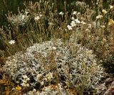 Cerastium biebersteinii. Цветущее (отцветающее) растение. Каменистая луговая степь. Горный Крым, нижнее плато Чатыр-Дага. Начало июля.