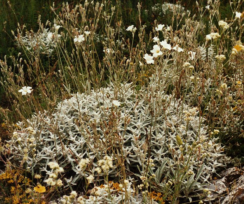 Изображение особи Cerastium biebersteinii.