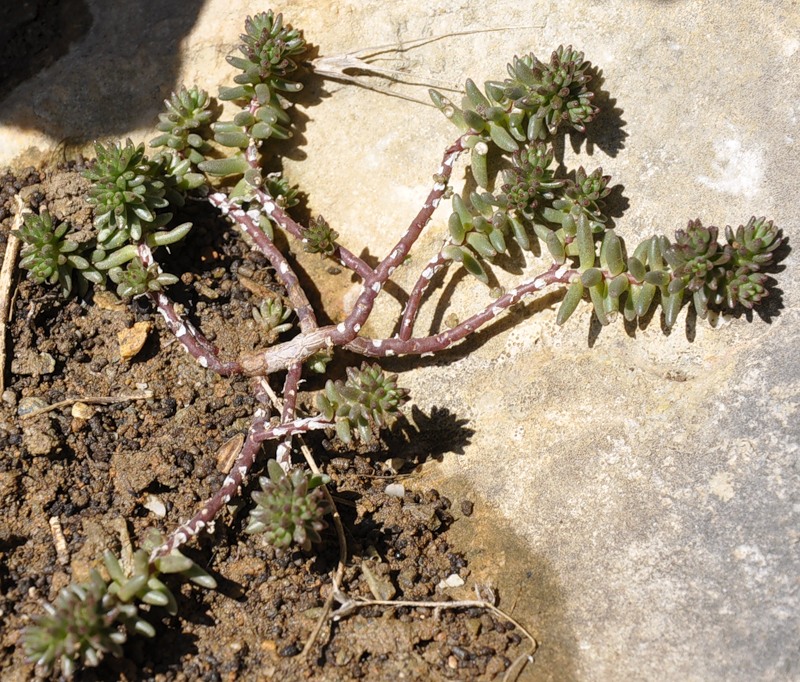 Image of Sedum album specimen.