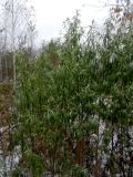 Смотреть изображение Hippophae rhamnoides