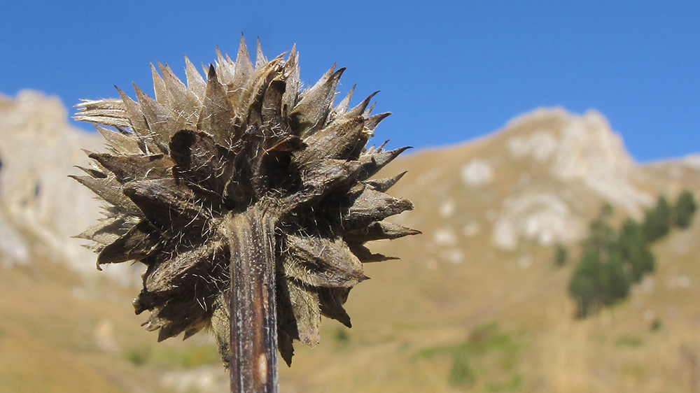 Image of Cephalaria gigantea specimen.