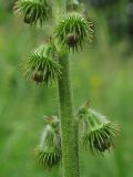 Agrimonia eupatoria подвид grandis. Часть соцветия с плодами. Украина, окр. Львова, на поляне в широколиственном лесу. 10 июля 2007 г.