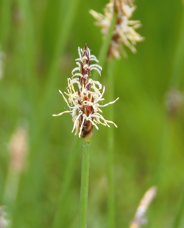 Image of Eleocharis palustris specimen.