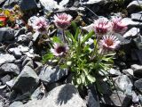 Erigeron eriocalyx