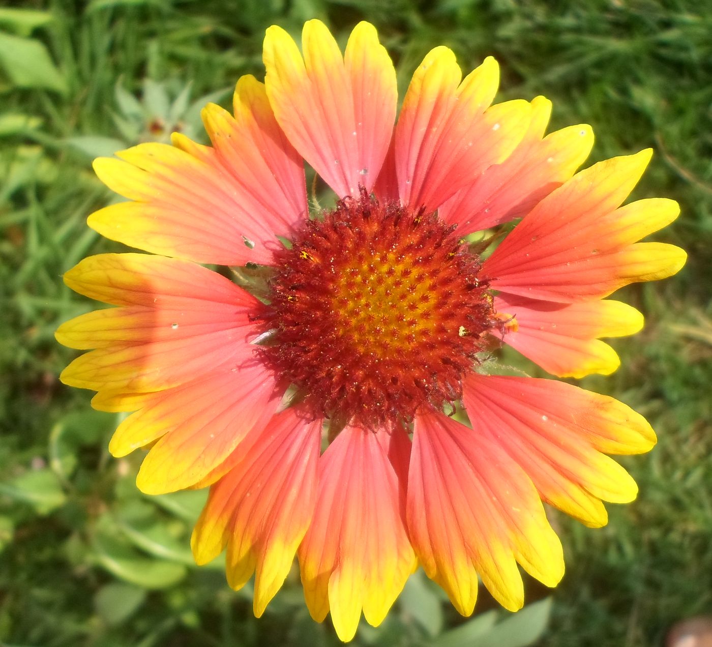 Image of Gaillardia &times; grandiflora specimen.