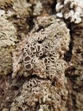 Lecanora allophana. Молодое слоевище с апотециями на коре взрослой липы. Марий Эл, г. Йошкар-Ола, ул. Первомайская, у Успенского храма. 02.03.2017.