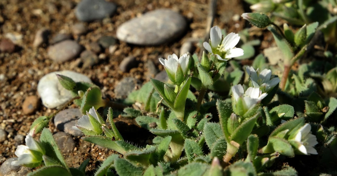 Image of Holosteum umbellatum specimen.