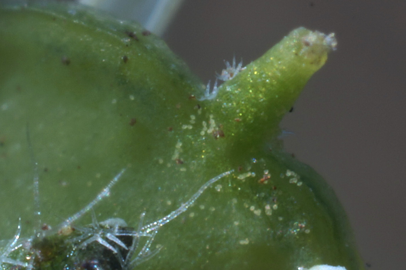 Image of Alyssum minutum specimen.