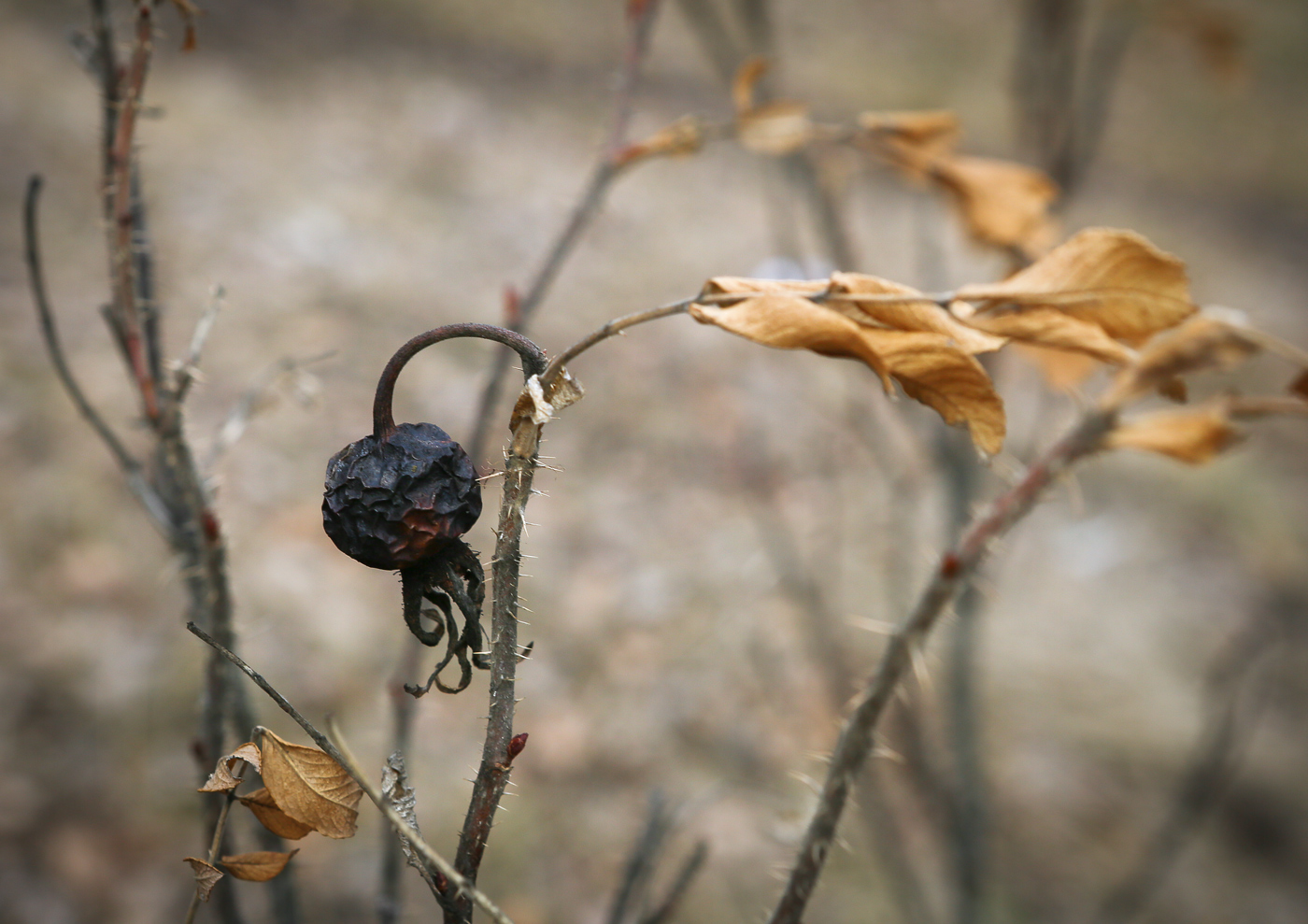 Image of Rosa rugosa specimen.