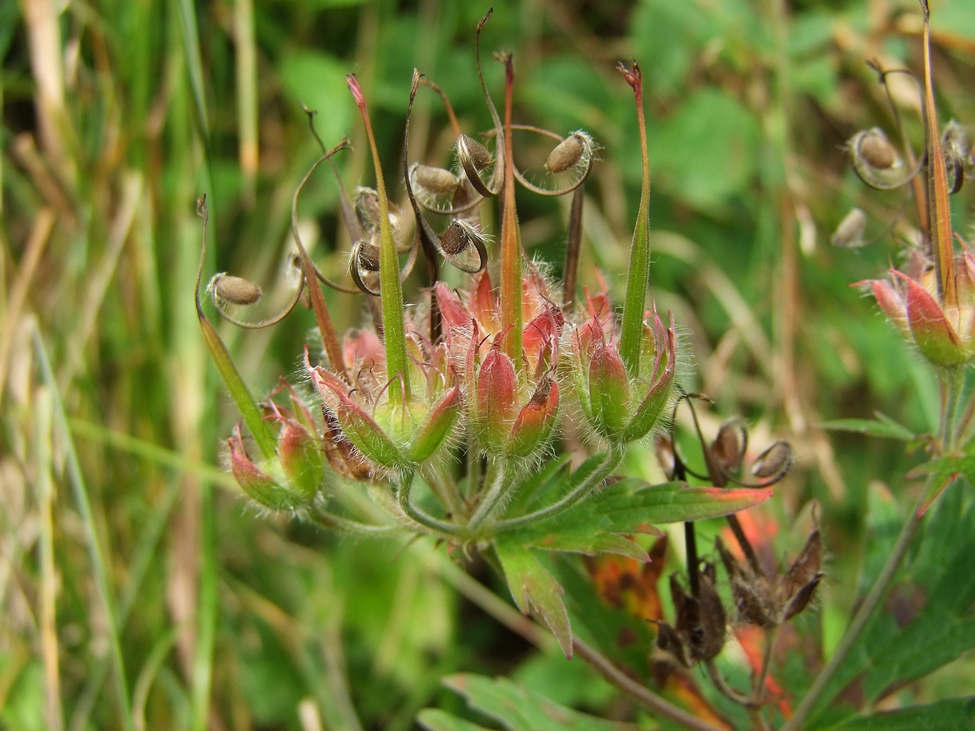 Image of Geranium erianthum specimen.